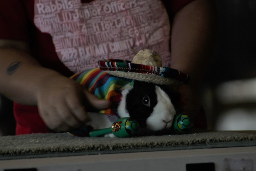 Rabbit Contest Making Rabbit 2022 4-H Rabbit Costume Contest | Camera Corps | Flickr