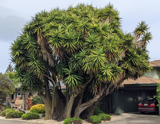 Yucca in Novato, CA