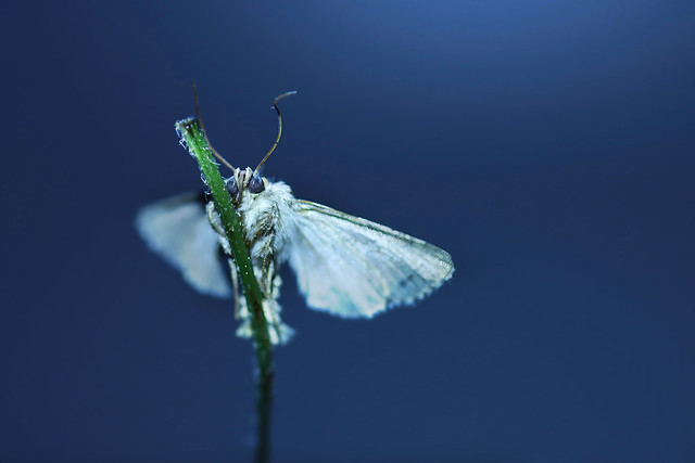 The moth