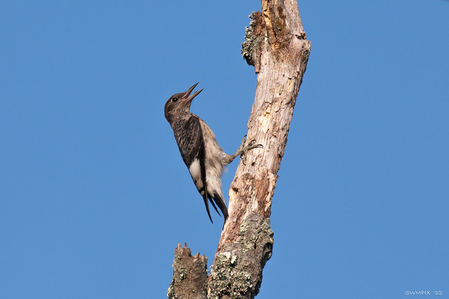 Juvenile Red-headed Woodpecker