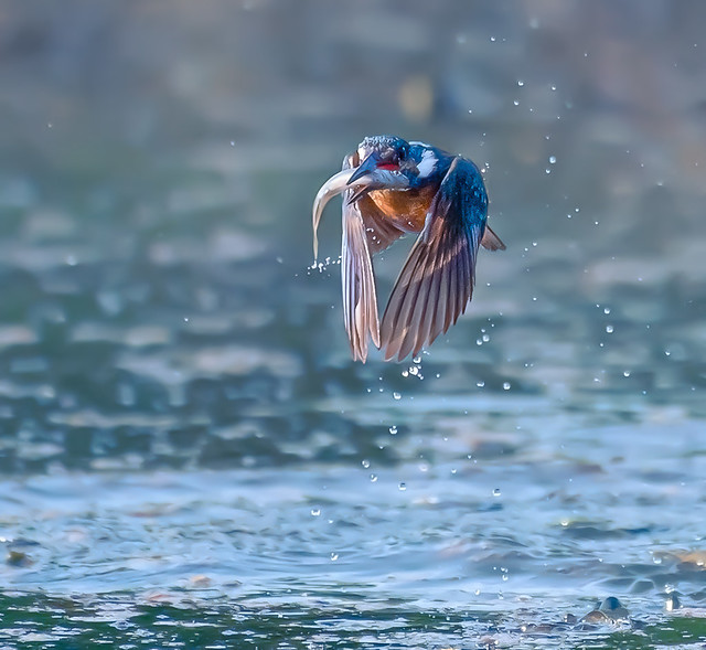successful hunting -  Kingfisher