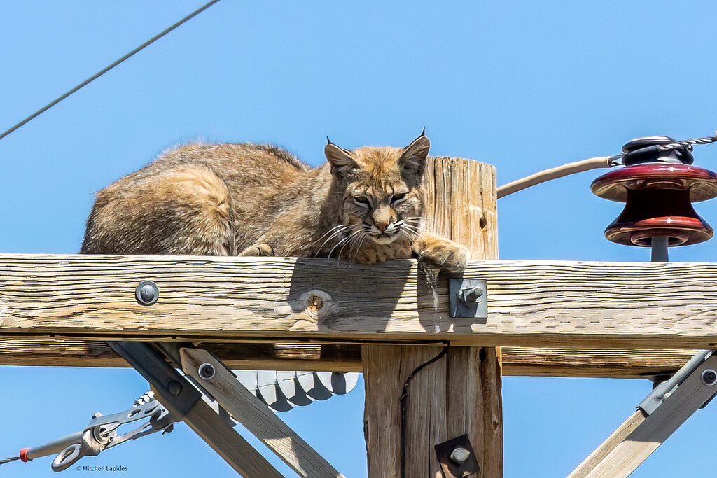 6F1A4625-2-t | Bobcat on top of the world (sitting 100 feet … | Flickr