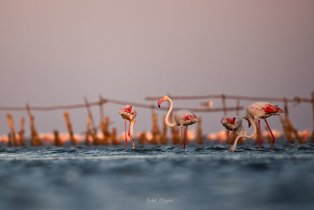 Greater flamingo, plameňák růžový, FRA, 2022
