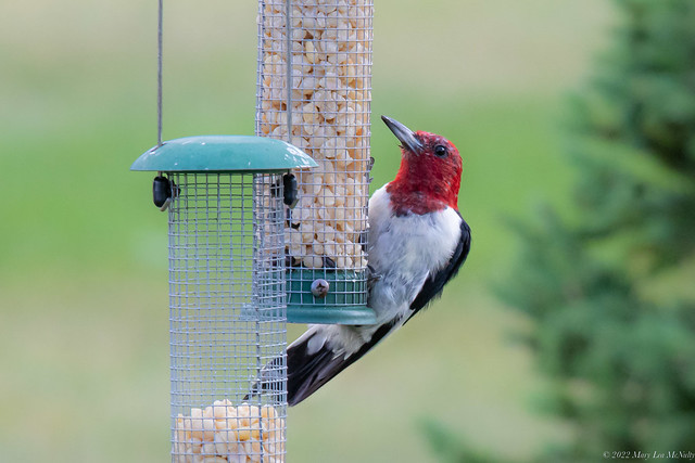 Juvenile Red Headed Woodpecker, August 4, 2022