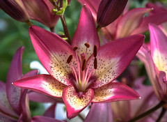 Lily, in my garden