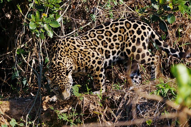 Jaguar (Panthera onca) Checking The River Below For Prey