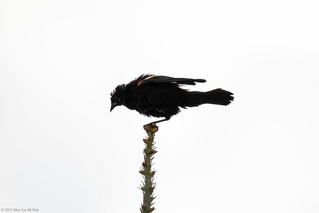 Scruffy, Windblown, Red-winged Blackbird