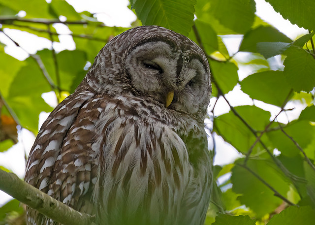 Barred Owl (Strix varia varia) - 20220602-04