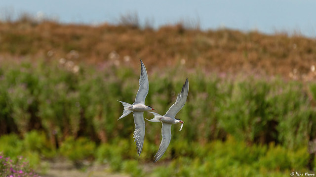 Sterna hirundo, known as Common tern, chasing each other
