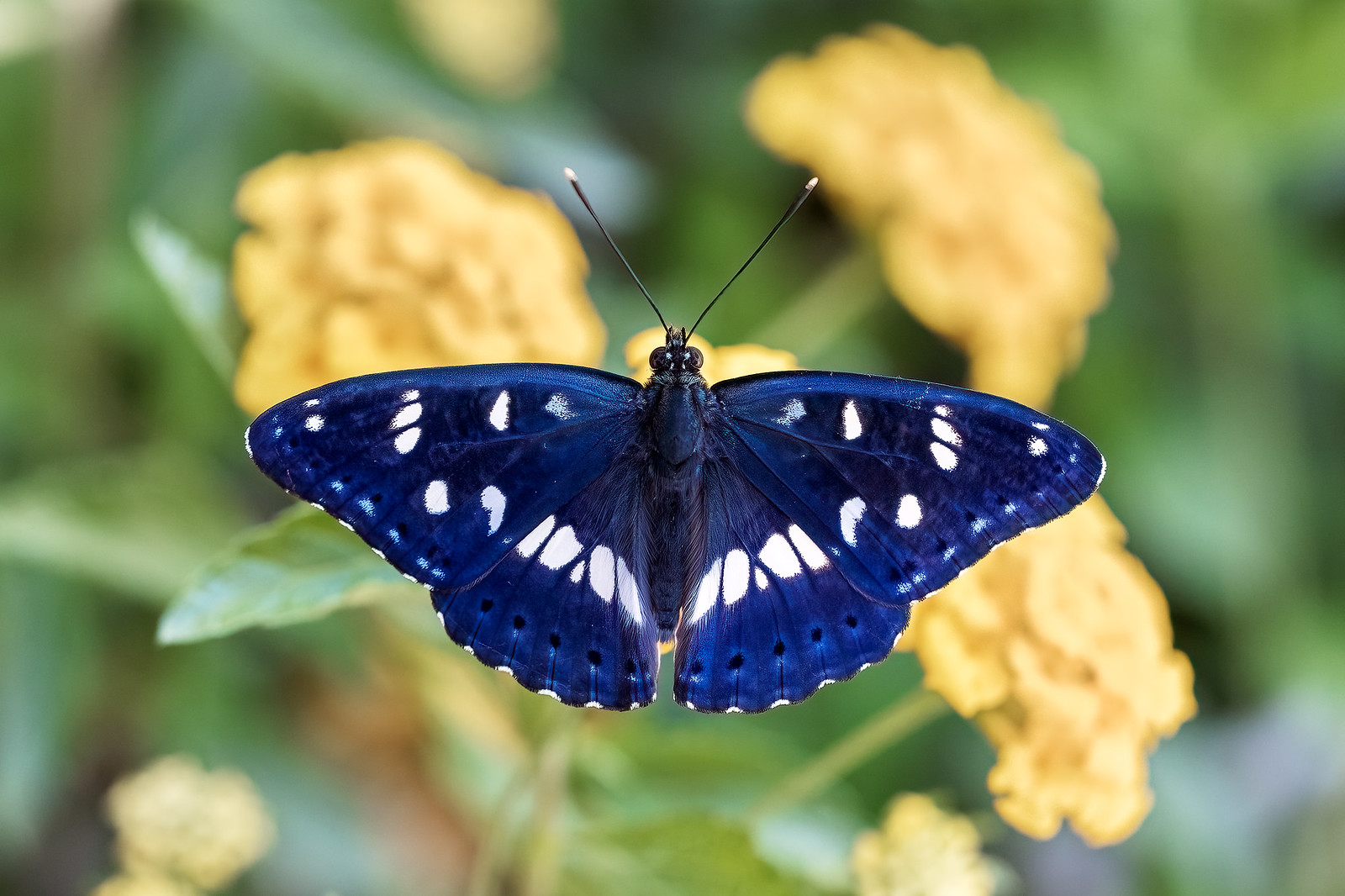 Limenitis reducta | sydlig tryfjäril | Southern White Admiral