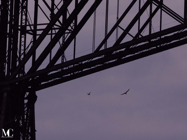 Birds Over the Hudson, Under the Bridge (Walkway Over the Hudson 2022-17)