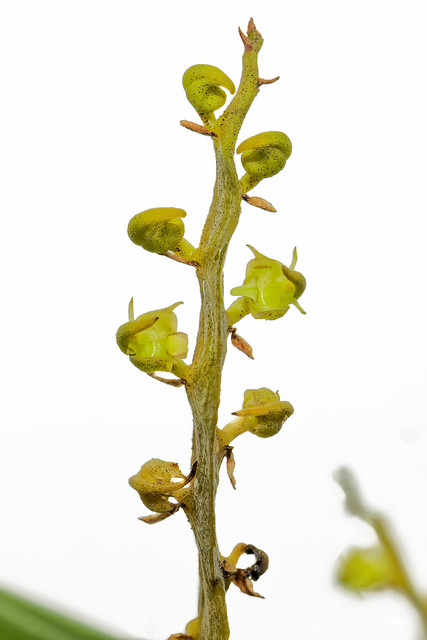 Bulbophyllum scaberulum fosterianum
