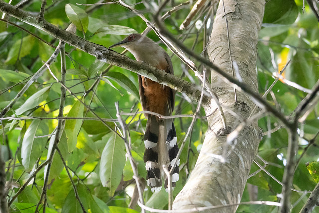 Puerto Rican Squirrel Cuckoo