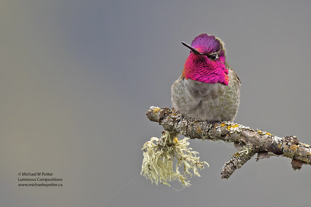 Anna's Hummingbird male [Explore 2022/11/23]
