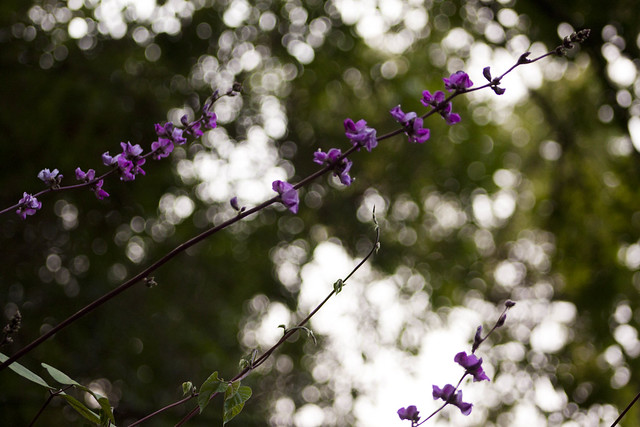 Purple hyacinth bean