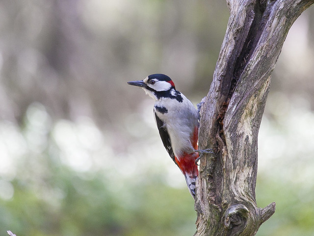 Great Spotted Woodpecker  Yorkshire England