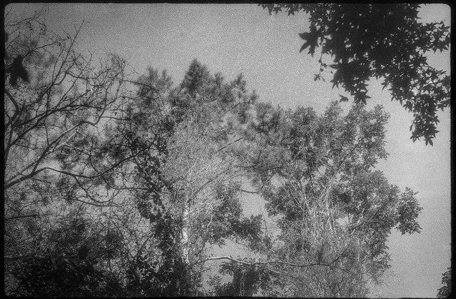 looking up, treetops, hanging branches, Beaver Lake Bird Sanctuary, Asheville, NC, FED 2, Soviet 35mm rangefinder, Industar 61 lens, Retropan 320, Retropan Retro developer, 7.22.22