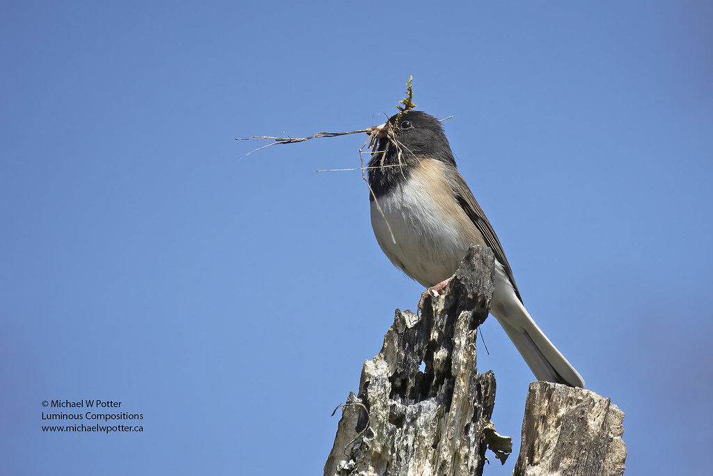 Dark-eyed Junco with nest material