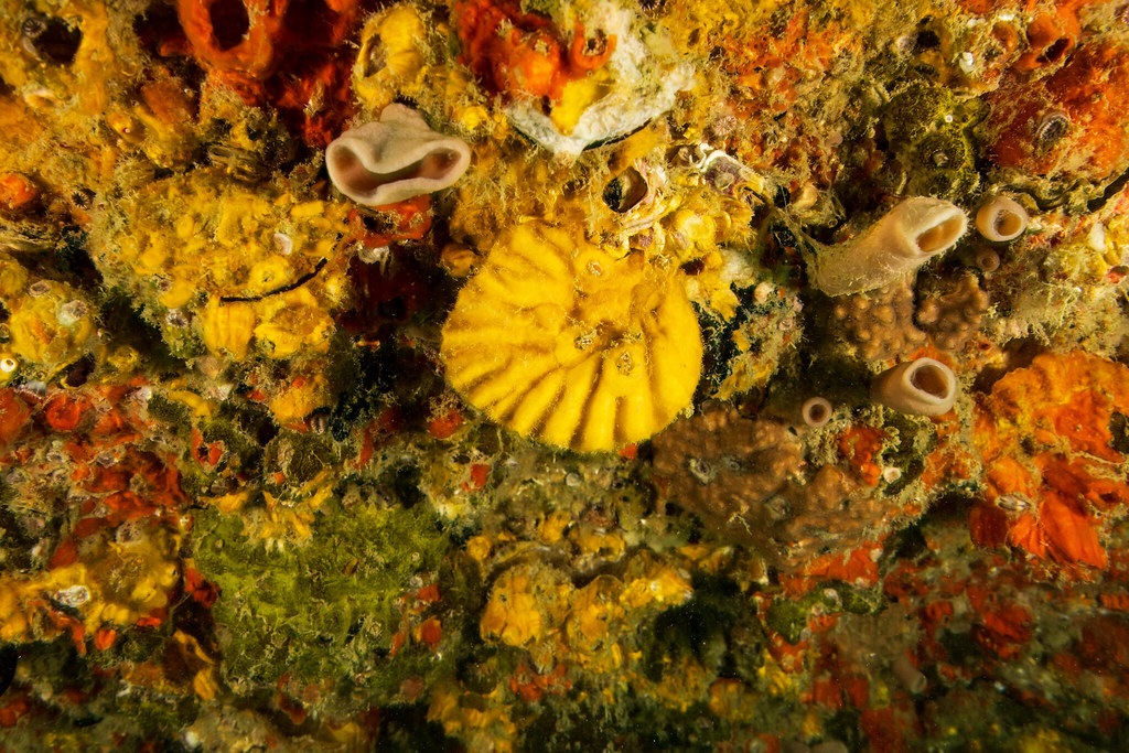 0R1A0736 | 5 Aug 2022 Angel Wreck | Andrew Lubbers | Flickr