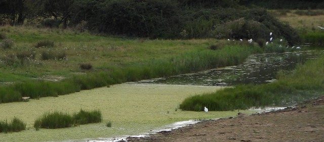 Squacco Heron in Halsey's Creek with egrets.