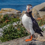 Aren't I Cute One of the hundreds of puffins on Machias Seal Island in Canada or the US.  