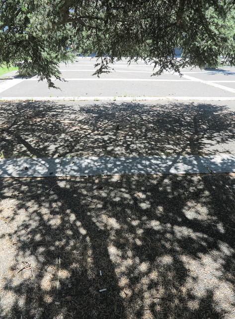 Schatten sucht den Schutz des Baumes / A Shadow Resting in the Shade