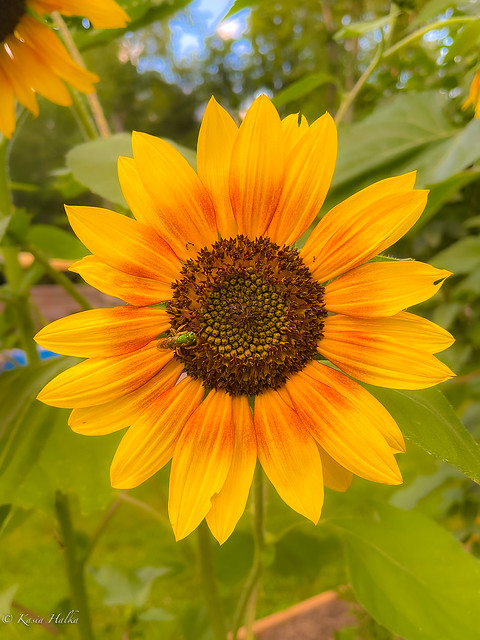 Sunflower & bee-3514