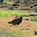 Flickr photo 'Talk Turkey Vulture at Bombay Hook' by: Phil's 1stPix.