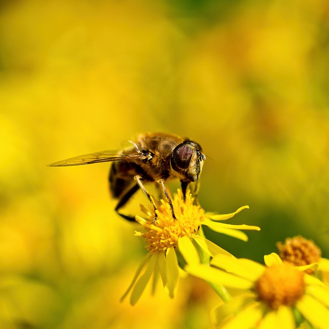 Hoverfly #2