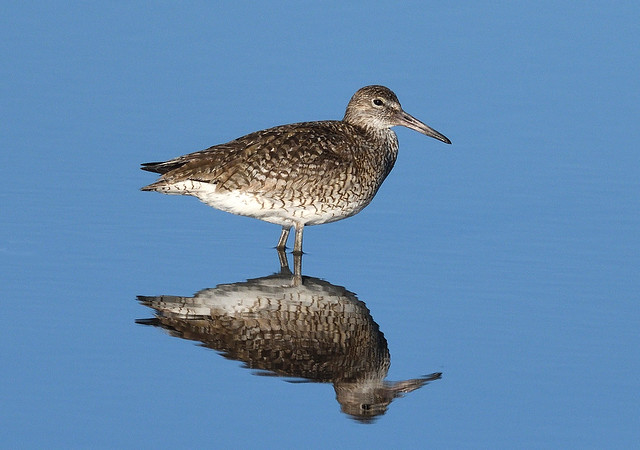 Reflected Willet