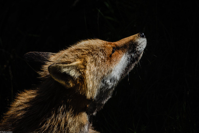 Fox in the Sun