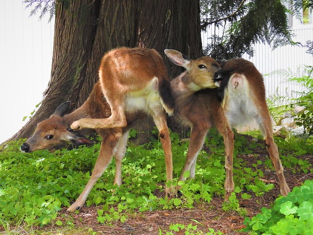 Lummi Island Black-tailed Deer 10