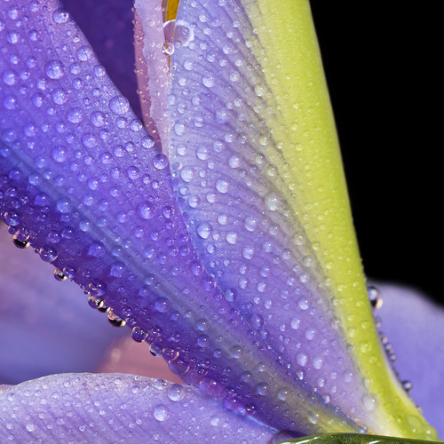 Iris Takes Flight | by riki123metz