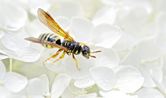 Paper Wasp on Hydrangea