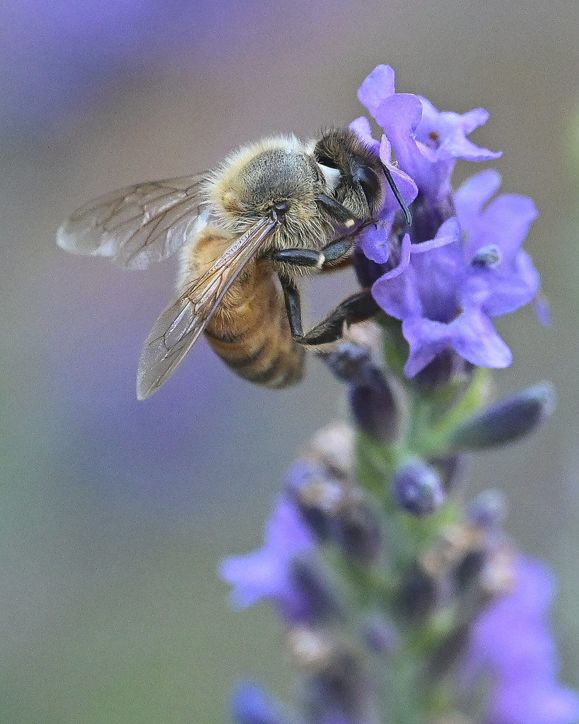 The Honey Bee [Explored]