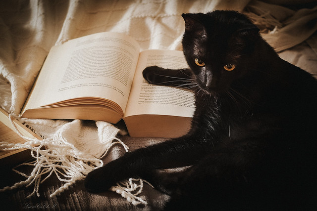 Punto _black Cat Portrait