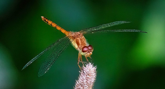 Meadowhawk Dragonfly Female