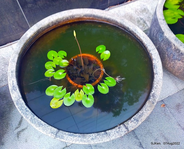 洛碁大飯店南港館(Water Lily at Greenworld Nangang branch), Taipei, Taiwan, SJKen, Aug 7, 2022.