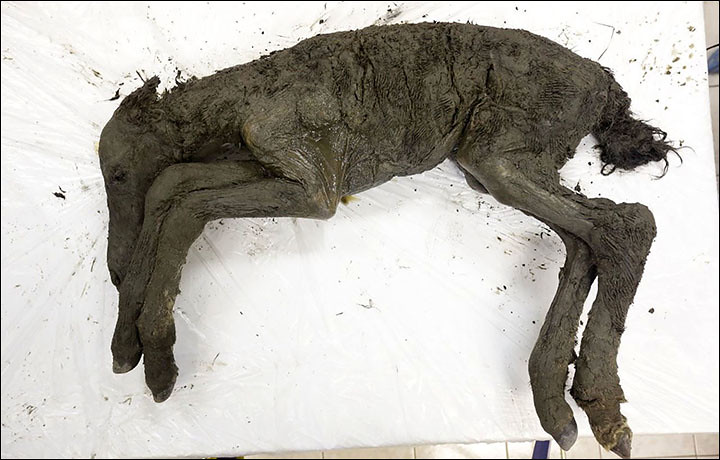 Cría de caballo de Lena (Equus lenensis) de 30 – 40.000 años de antigüedad. Descubierta en 2018 en Yakutia, Siberia. © The Siberian Times