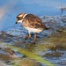 Flickr photo 'Meet the Semipalmated Plover at Bombay Hook' by: Phil's 1stPix.