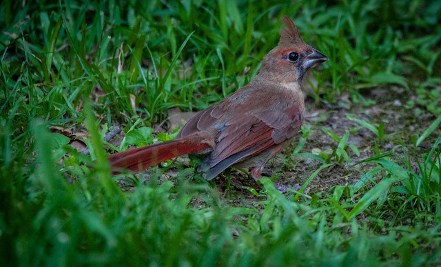 Lady Cardinal in the Grass