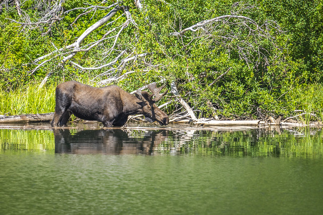 Bull Moose With Antlers by St. Mary Lake in Glacier National Park Sony A1 ILCE-1 Fine Art Montana Wildlife Photography! Sony Alpha 1 Sony FE 200-600mm f/5.6-6.3 G OSS E-Mount Lens SEL200600G ! Elliot McGucken Fine Art Wildlife Photography Sony Alpha1 !