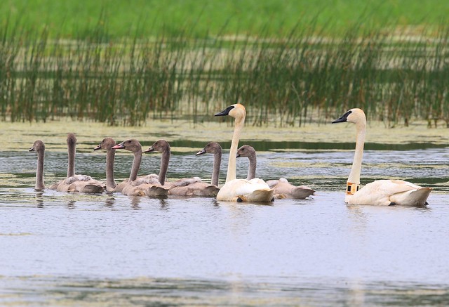 trumpeter swans at Cardinal Marsh IA 2K3A7928