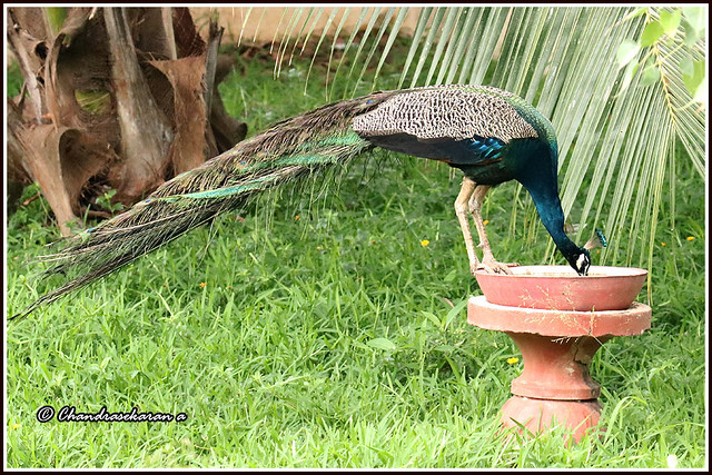 11784 - peacock taking water