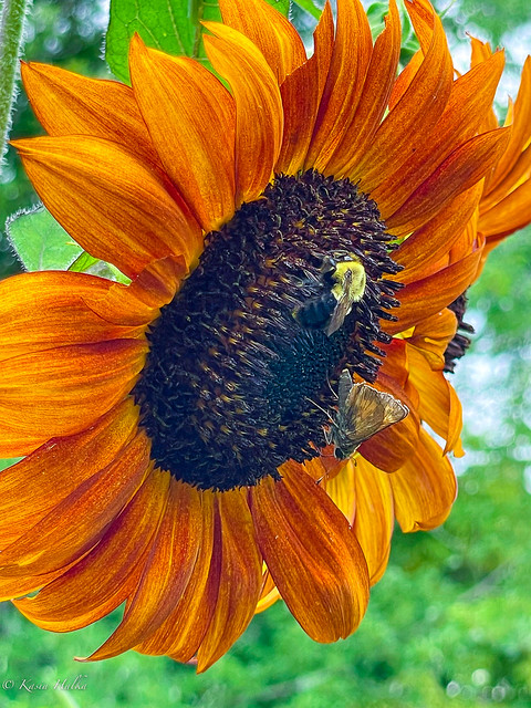 Sunflower, bee & skipper-3544