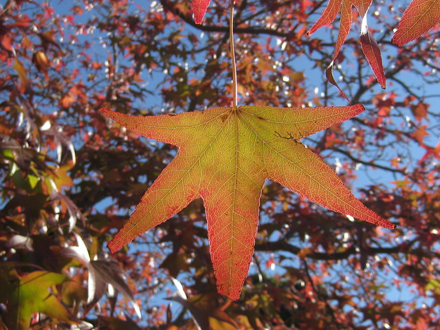 Red Autumnal Stars - Preston