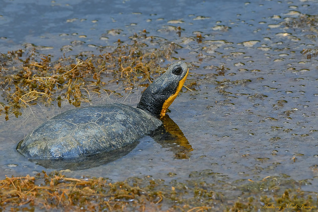 Blandings Turtle on Golden Pond