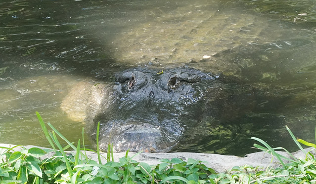 817. Alligator