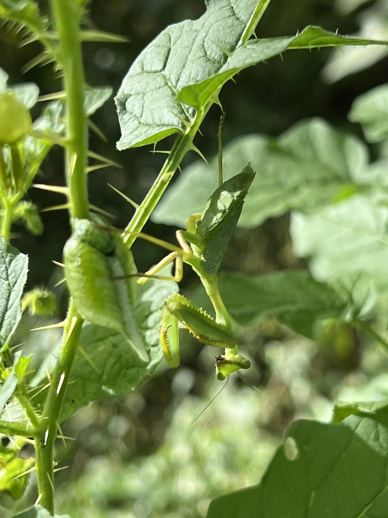 Melancia-da-praia (Solanum capsicoides)