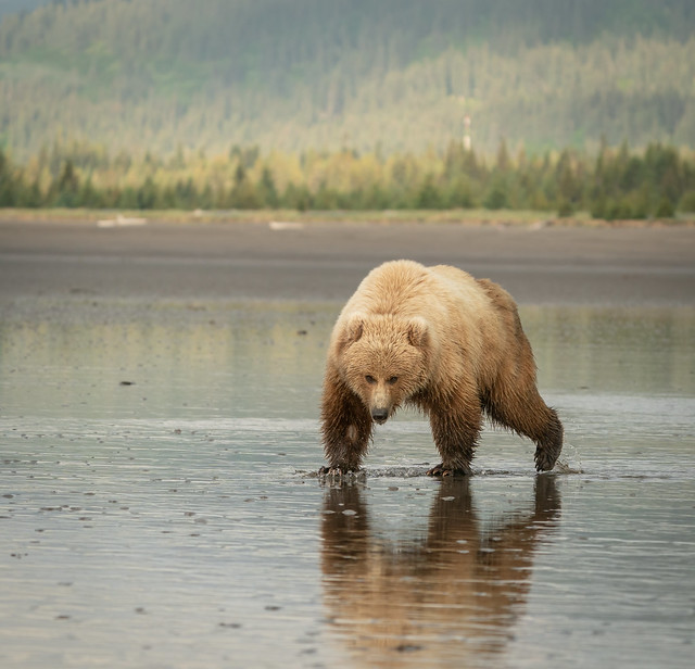 Coastal Brown Bear at Lake Clark National Park, Alaska.